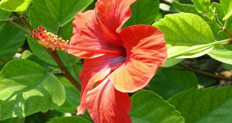 O brilhante hibisco é uma flor exótica vista normalmente no Havaí