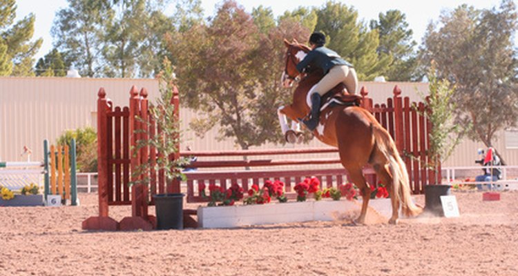 Improper jumping is one cause of injury to a horse's hamstrings.