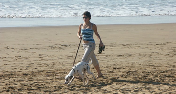 Disfruta de entrenar en la playa con tu perro con una correa.
