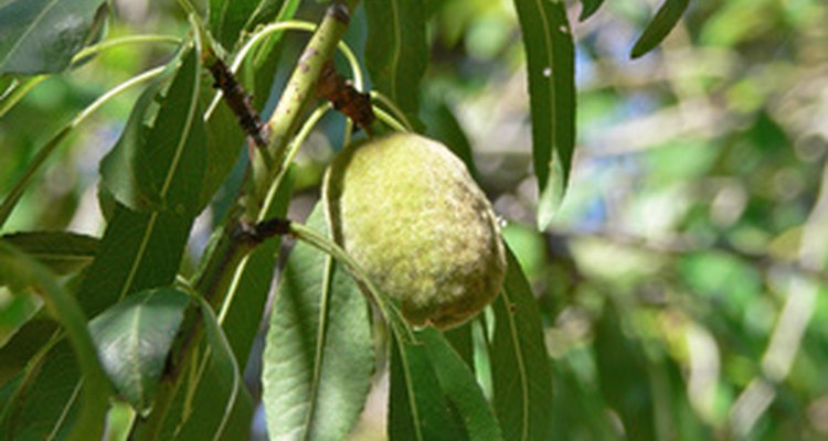Cosecha almendras cuando las cubiertas se sequen y se abran.