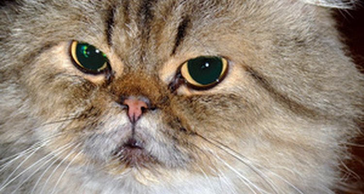 Los gatos persas son una raza susceptible a la enfermedad renal.