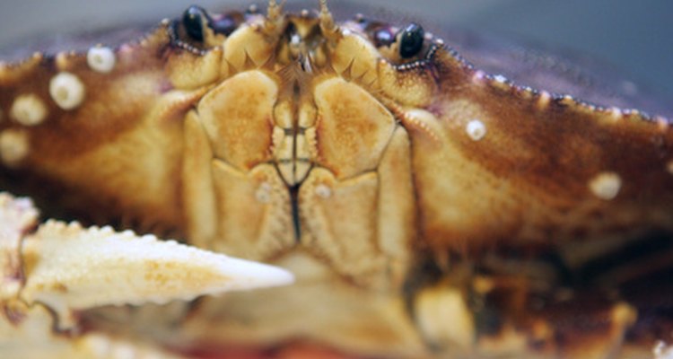 Los cangrejos tienden a ser agresivos hacia los demás.
