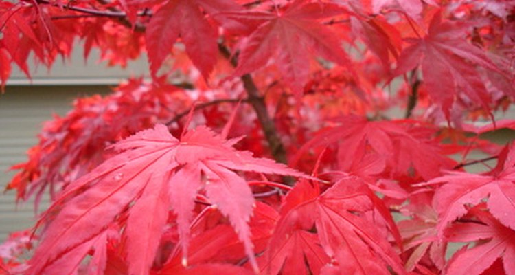 How to identify trees with dark red leaves