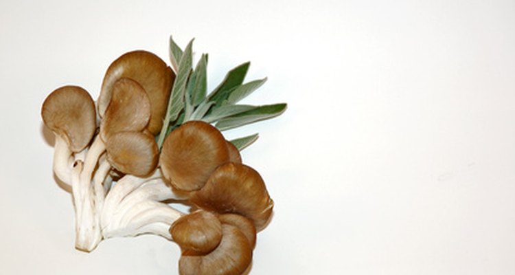 The caps of oyster mushrooms resemble oysters, giving the fungus it's name.