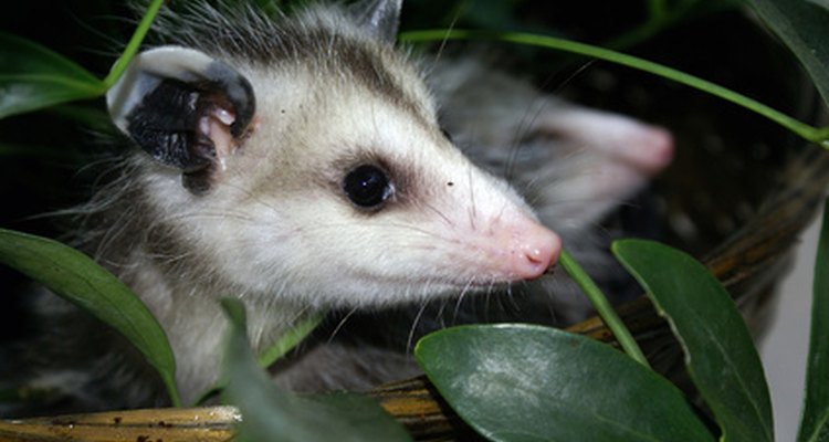 Use armadilhas não letais para capturar gambás no quintal