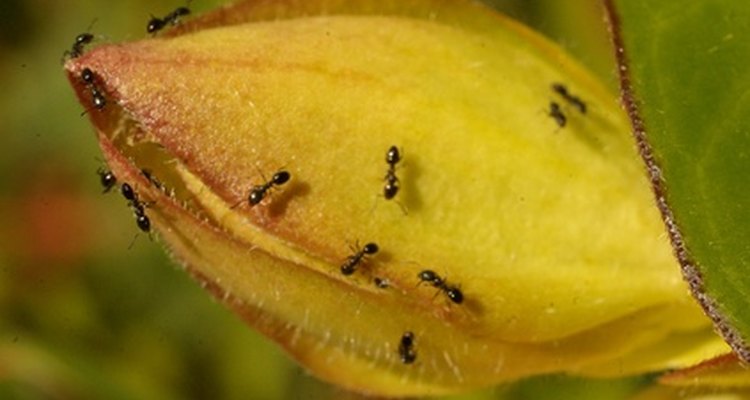 Las flores son una fuente de alimentación de las hormigas negras.