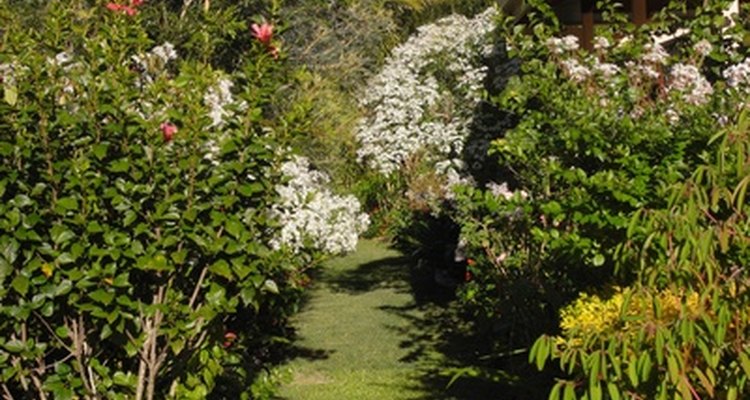 Woody plants -- or trees, shrubs and vines -- are another source for hydrocarbons.