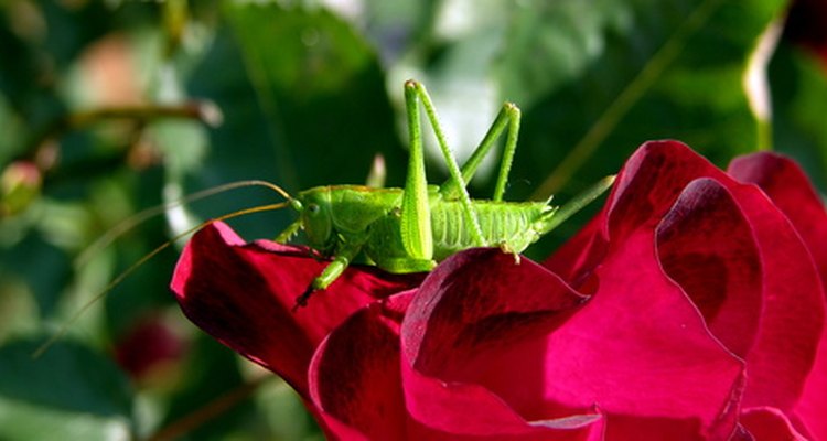 The grasshopper signifies good luck in Japan.