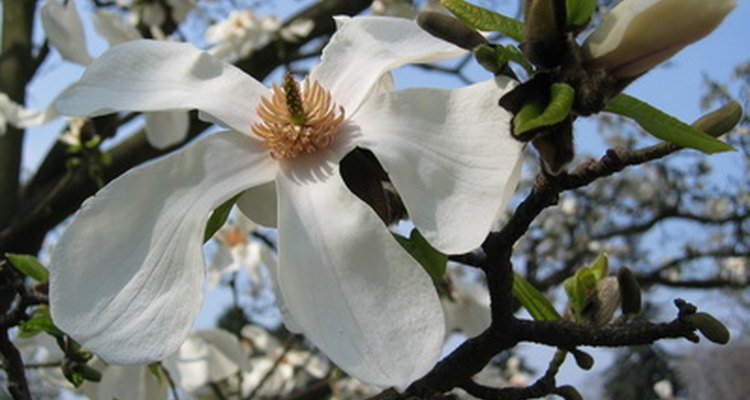 El simbolismo de la flor Magnolia |