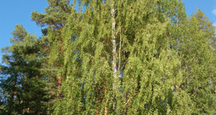 Silver birch trees causes hay fever reactions in some people.