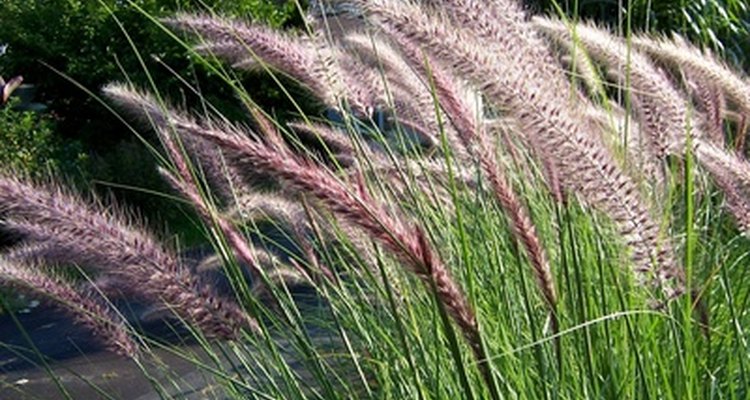 tall-grass-types