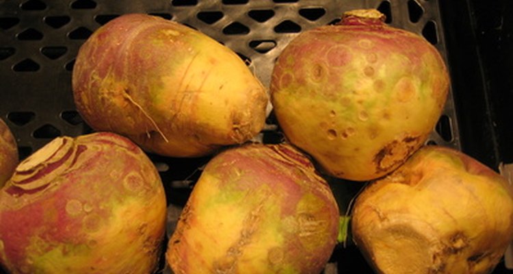 En Samhain, los nabos eran tallados con caras, en lugar de las calabazas.