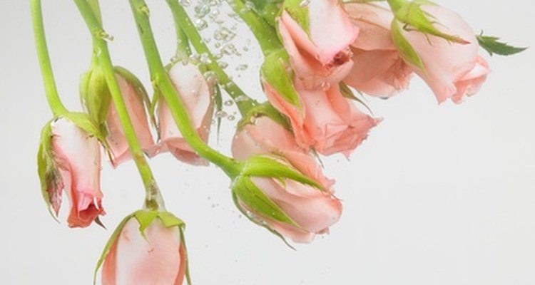 As rosas podem ser clonadas por meio do uso de métodos de reprodução assexuada