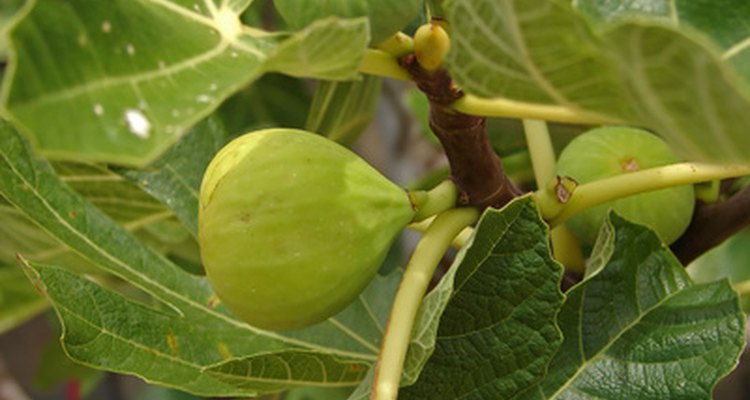 Healthy fig leaves don't curl.