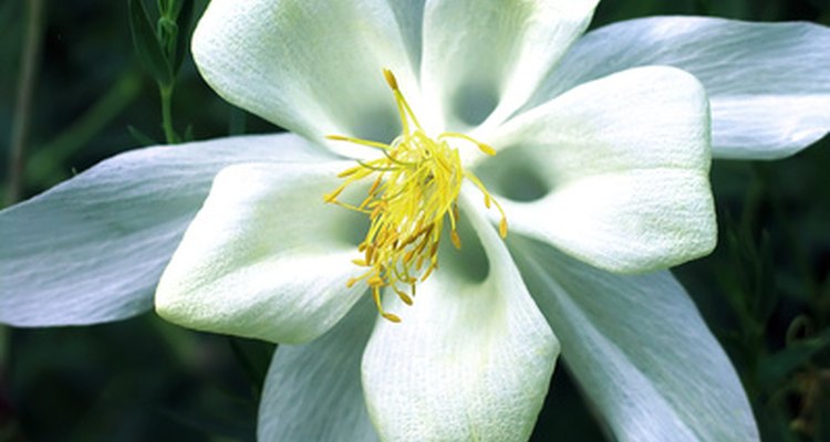 Tossing flowers into a grave is a comforting touch to ending a funeral.