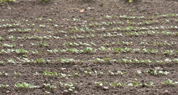 A well-maintained allotment site can be enjoyed by all.