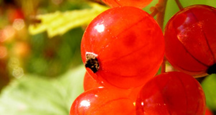 Pés de groselha produzem frutos fáceis de cultivar