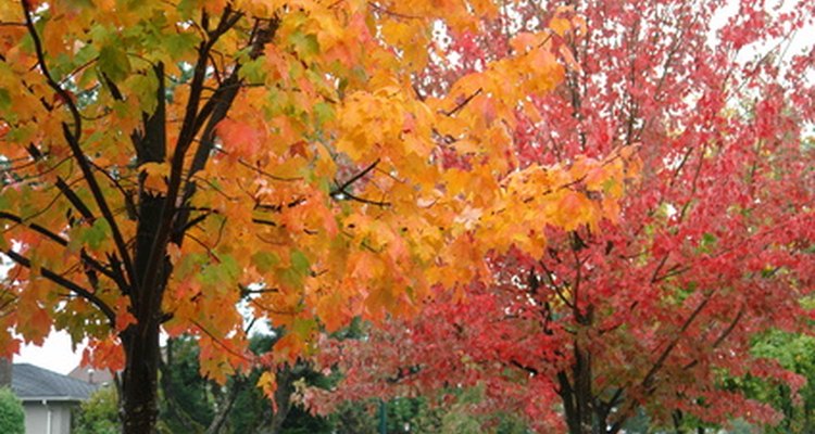 The cool and wet temperatures of fall provide optimal climate conditions for azaleas.