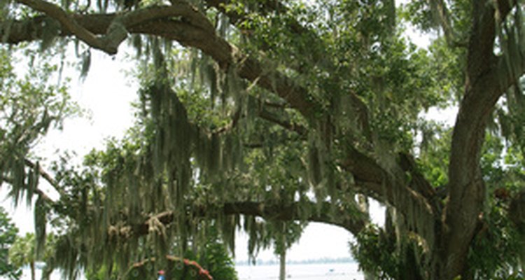 Live oak foliage lacks lobes and is evergreen.