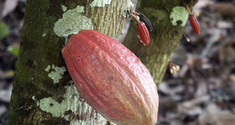 El descubrimiento del cacao