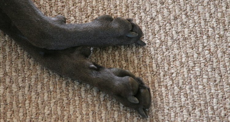 Hay diferentes tratamientos para las patas rojas en tu perro.