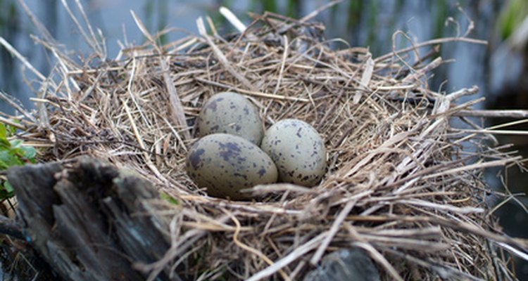 Pigmented patterns on an eggshell are determined by the eggs's movement within the uterus.