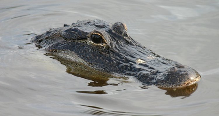 Las hembras de aligator tienen hocicos más estrechos que los machos.