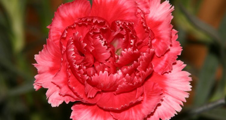 El rosa clavel es uno de los más de 30 tipos de color rosa.