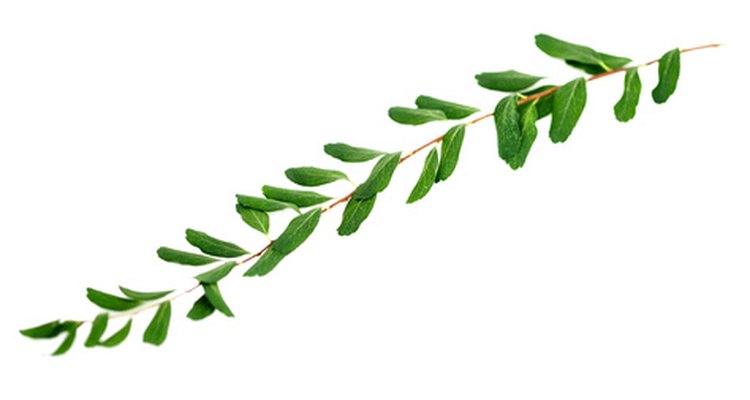 Compound leaf--odd pinnate