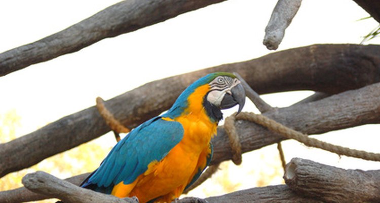 A macaw aviary requires plenty of space.
