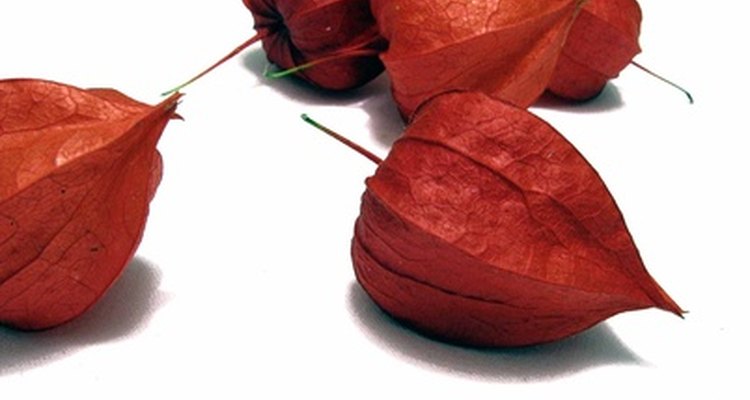 Physalis alkekengi is called Chinese Lantern, named for the fruit husks.