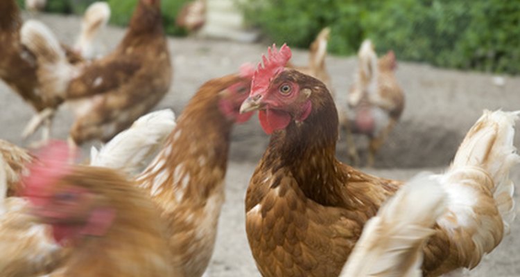 Por séculos, as galinhas nos forneceram comida, penas e ossos para ferramentas