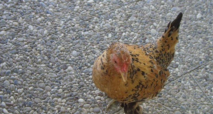 Os excrementos de galinha trazem vários problemas quando usados como alimentos de peixes