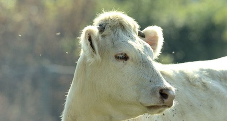 Los científicos de animales agrícolas trabajan con animales de granja.