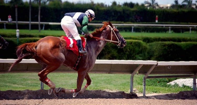 Overgirths add additional security to the position of the saddle on the horse's back.