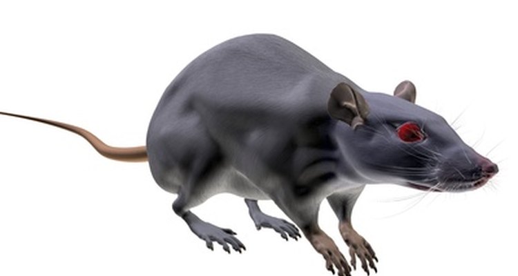 Mice hate peppermint oil.