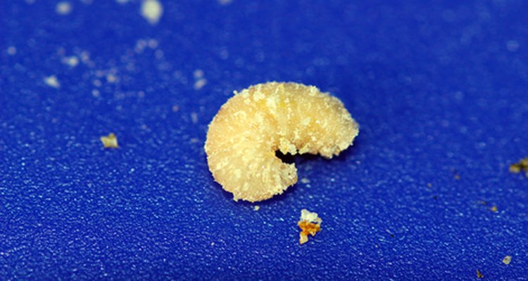 Larva.