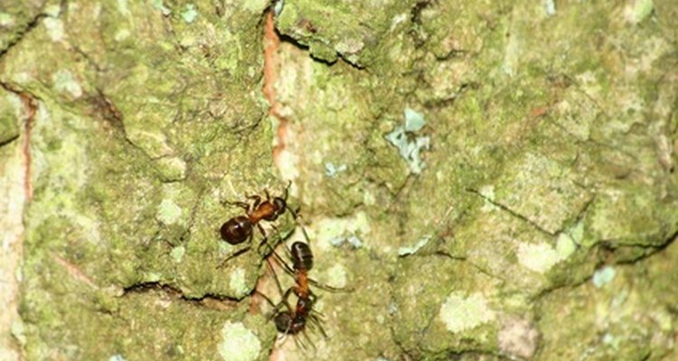 Ants on pavement