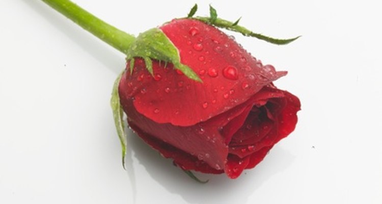 Um embrulho de qualidade pode fazer com que este presente floral seja realmente lindo