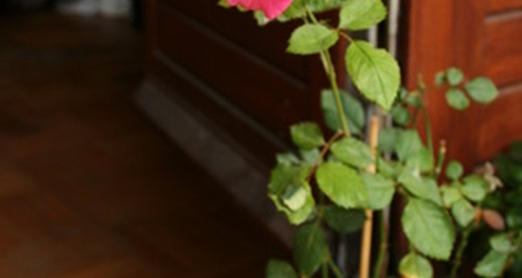 Hay varias variedades de rosas.