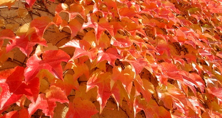 Ivy in the autumn can add beauty to your shaded garden.