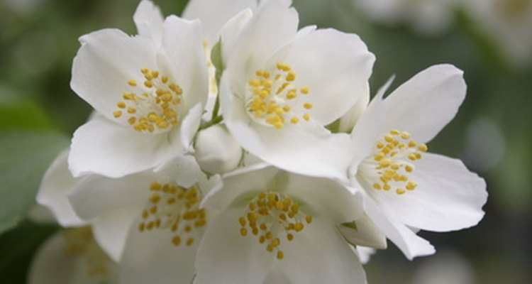 Las flores abiertas de jazmín son delicadas y podrían caerse al tocarlas.