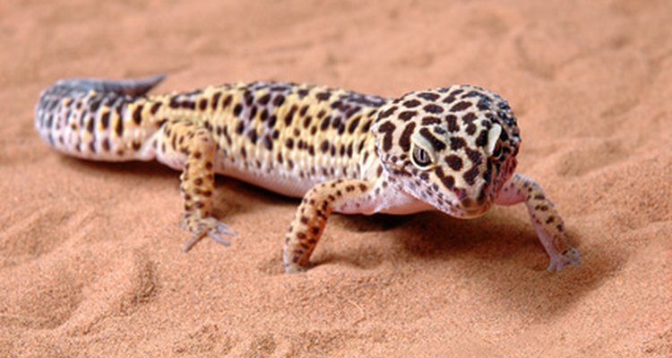 Las lagartijas se encuentran en una variedad de hábitats.