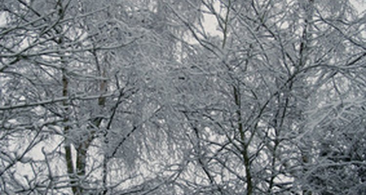 Robert Frost wrote a famous poem about birches.