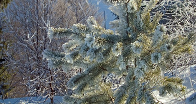 La retención de hojas en el invierno permite a los pinos la fotosíntesis durante el deshielo.