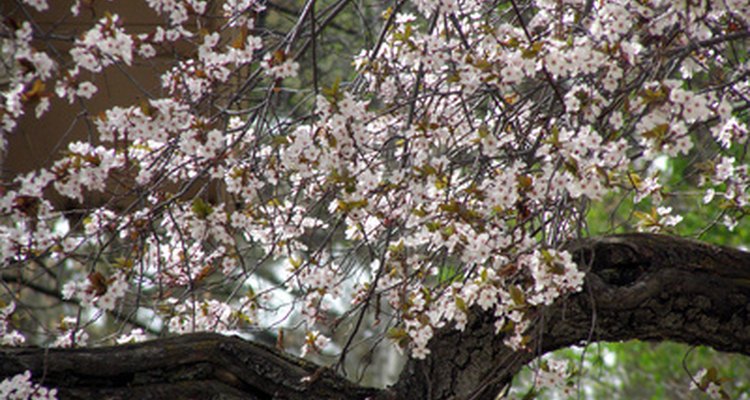 Identifing Fruit Tree Blossoms