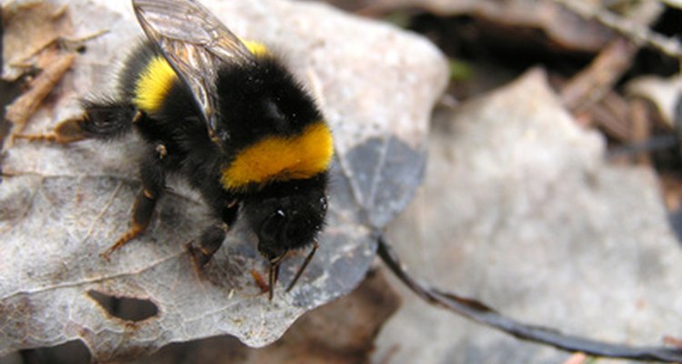 La abeja es otro de los insectos más elegidos en los disfraces, aquí detalle de las franjas y las alas.