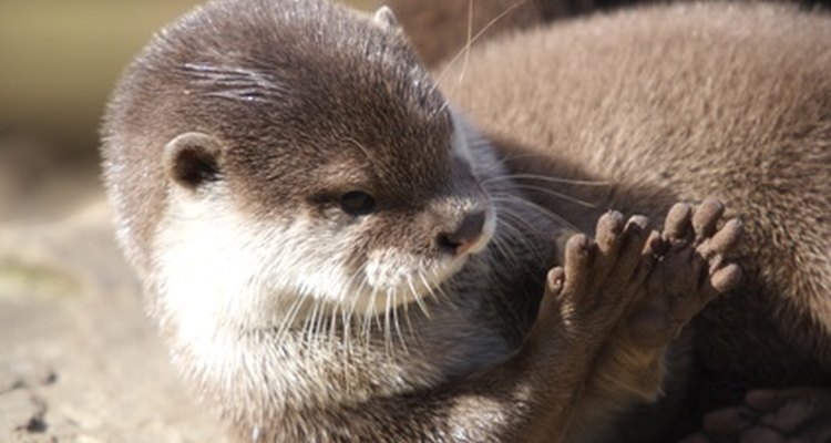 The otter's dense fur allows it to remain in water without its skin getting wet.