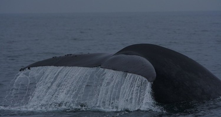 Las ballenas azules necesitan protección.