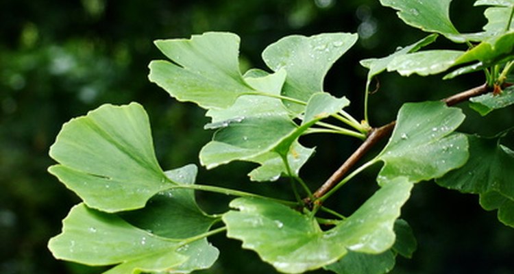 Algumas pessoas utilizam extrato de folhas de gingko biloba como suplemento herbal.